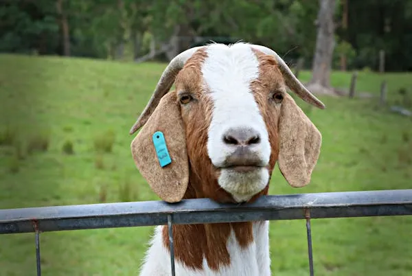 Livestock