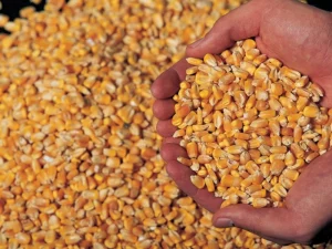 Maize / Corn